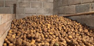 Господині пояснили, як зберегти картоплю без погреба 