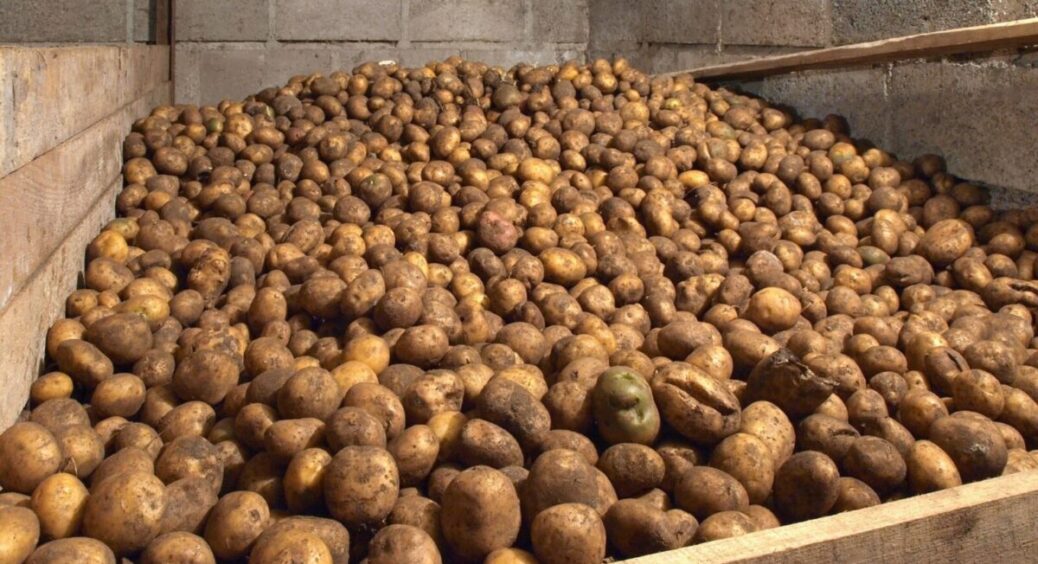 Не маю погреба, а картопля збереглася до весни: допоміг звичайний спосіб – 3 роки дякую сусіду по дачі 