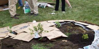 Дачники розповіли про найкращі види мульчування 