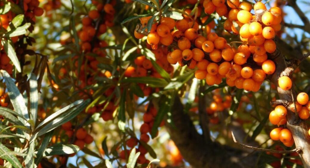 Через паркан побачила, як сусідка “обкромсала” обліпиху секатором: не робіть так. 3 причини, чому 