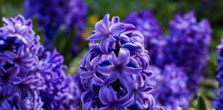 Експерти розповіли, як виростити гіацинт в домашніх умовах