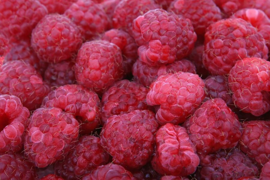 Для підкормки малини у вересні використайте ці 7 перевірених рецептів
