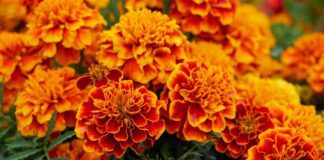 Городники розповіли, що можна з робити з чорнобривцями після цвітіння