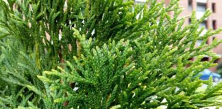 Як правильно доглядати за туєю під час холоду 