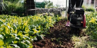 Дачники розповіли, що можна посадити під зиму окрім часнику