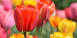 Квітникарі розповіли, як правильно садити тюльпани восени