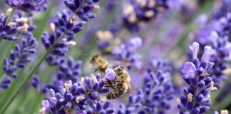  Садівники пояснили, як виростити лаванду на балконі