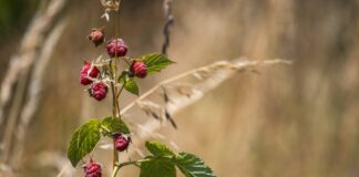 Садівники розповіли, чим можна підживити малину на зиму