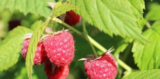 Садівники поділились рецептом підживлення для малини в листопаді