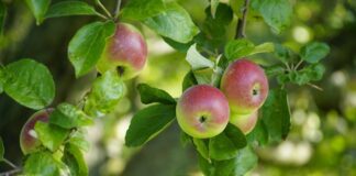 Садівники розповіли, як правильно проводити осіннє підживлення плодових дерев