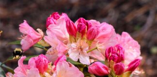 Квітникарі розповіли, як доглядати за азалією у домашніх умовах