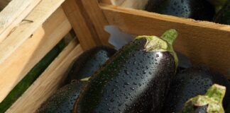 Городники пояснили, чим поливати грядки після збору баклажанів 