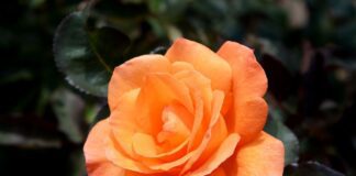 Досвідчені квітникарі розповіли, як доглядати за трояндами у вересні