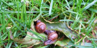 Городники поділилися цікавим способом, який допоможе позбутися слимаків