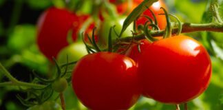 Експерти назвали найкраще підживлення для вирощування томатів