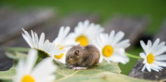 Знавці розповіли, як за квіткою визначити характер людини