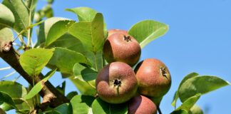 Городники назвали найкращі дати посадки саджанців восени