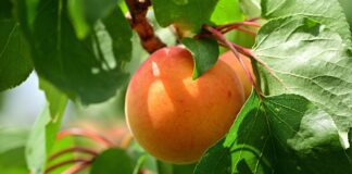 Як правильно обрізати фруктові дерева восени