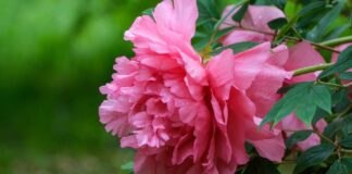 Садівники розповіли, як саджати півонії восени