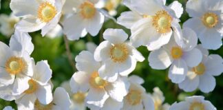 Садівники вказали на 3 найбільші помилки в догляді за осінніми анемонами