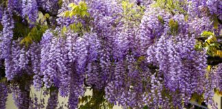 Садівники назвали 4 правила для посадки гліцинії