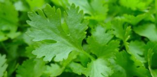 Городники підказали, як можна вирощувати петрушку навіть взимку