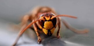 Експерти пояснили, чому азійських шершнів не можна давити