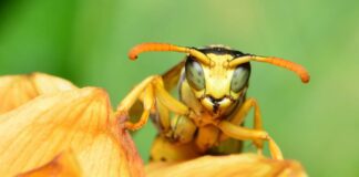 Експерти дали 5 порад, як прогнати ос зі своєї ділянки