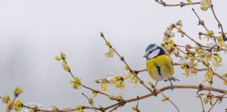 Експерти розповіли, як підготувати город до зими 2024-2025