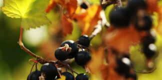 Агрономи розповіли про догляд за смородиною у вересні