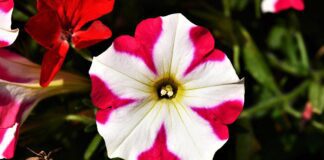 Як вирощувати петунію на розсаду за допомогою снігу