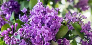 Аграрії назвали рослини, що здатні запобігти несправжній борошнистій муці