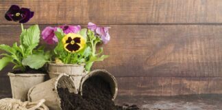 Дачники розповіли, як приготувати компост прямо у квартирі