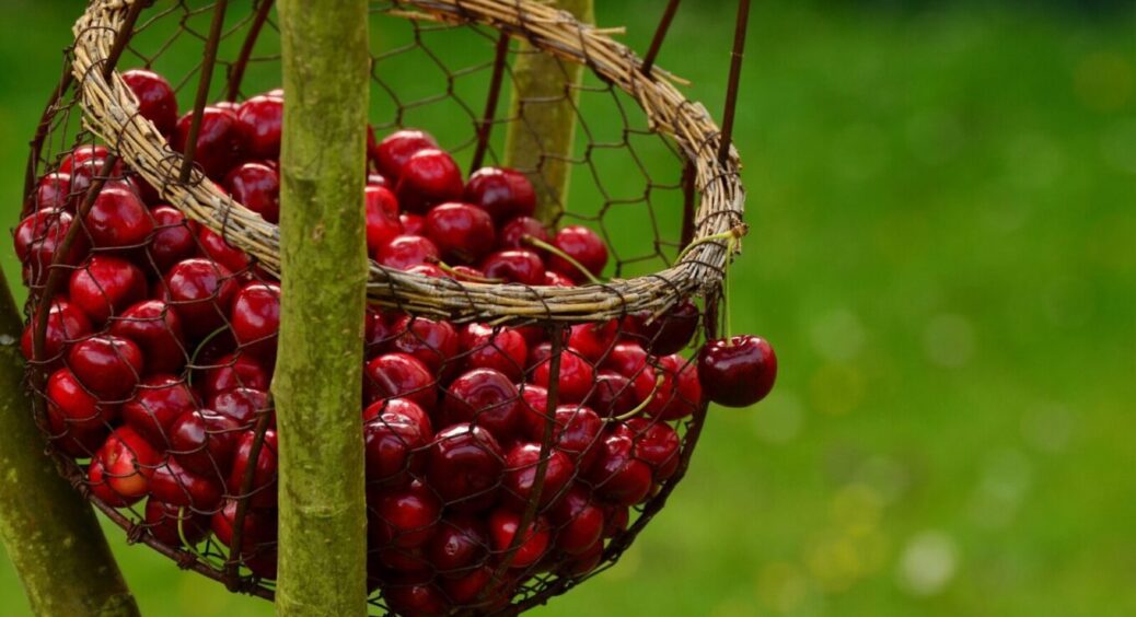 У свекрухи в дворі 1 вишня, а врожаю з неї – як з 5 дерев: ця підживка навесні творить справжні “дива” 