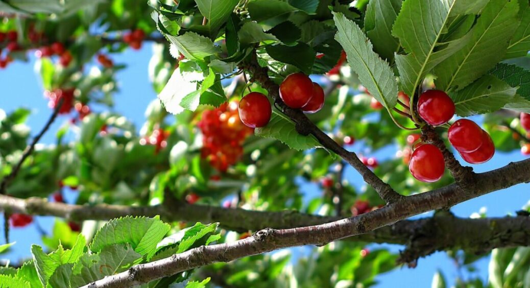 Літо вже майже на порозі, а підживлення ще не зроблене: рецепт ідеального добрива для вишневих дерев 