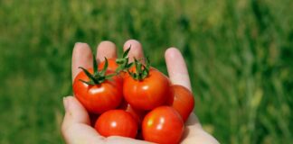 Як приготувати пружні мариновані помідори