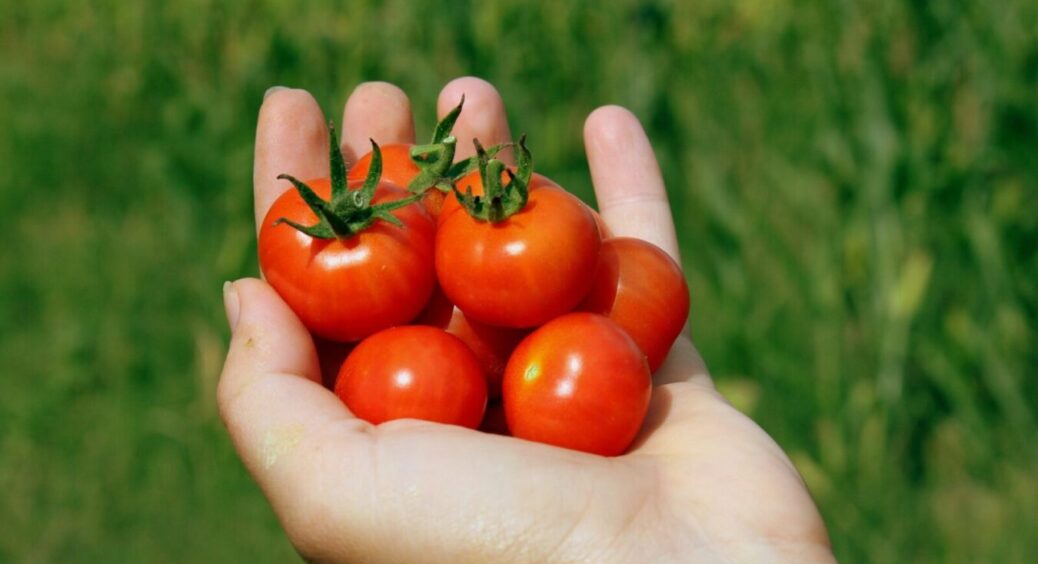 Обожнюю ці “пружинясті” помідорчики: 3 секрети приготування маринаду – і закуска не перекисає до самої весни 