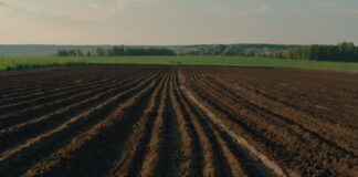 Городники розповіли про ефективне осіннє добриво