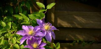 Квітникарі розповіли, як підготувати клематиси до зими