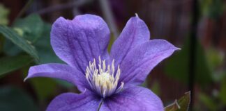 Квітникарі розповіли про особливості посадки клематиса