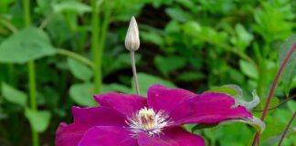 Квітникарі поділились секретом вирощування клематисів