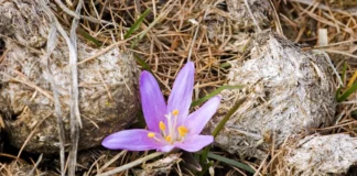 Екологи пояснили, чому восени в Україні розквітли первоцвіти