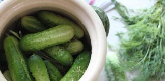 Як збільшити врожайність огірків на грядці