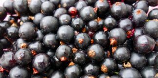 Городники розповіли. чим восени підживити чорну смородину