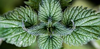 Як підживити город перед зимою: перевірений спосіб з бадиллям 