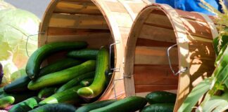 Дачники назвали 5 сортів огірків, які ростуть без догляду і турбот