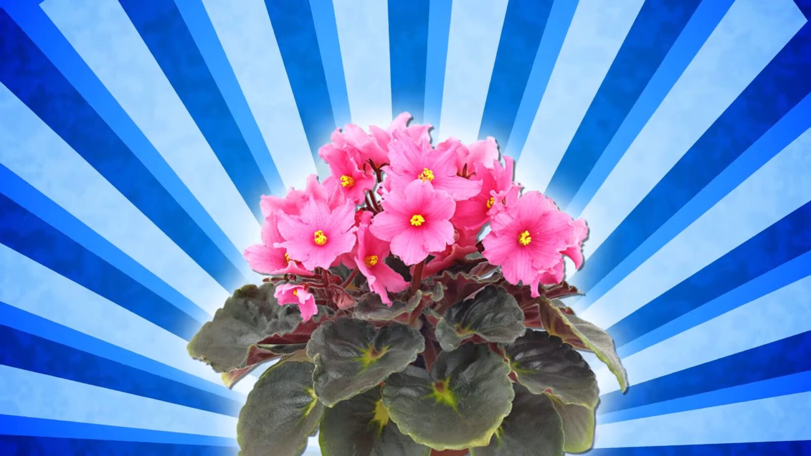 Експерти назвали головні помилки при вирощуванні фіалок