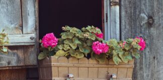 Знавці дали поради, як розбурхати кімнатні квіти до цвітіння