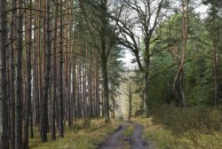 Як визначити погоду майбутньої зими за деревами у своєму саду – народні прикмети говорять про все 