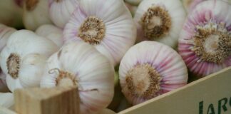 Городники розповіли, чим пролити ґрунт при посадці часнику